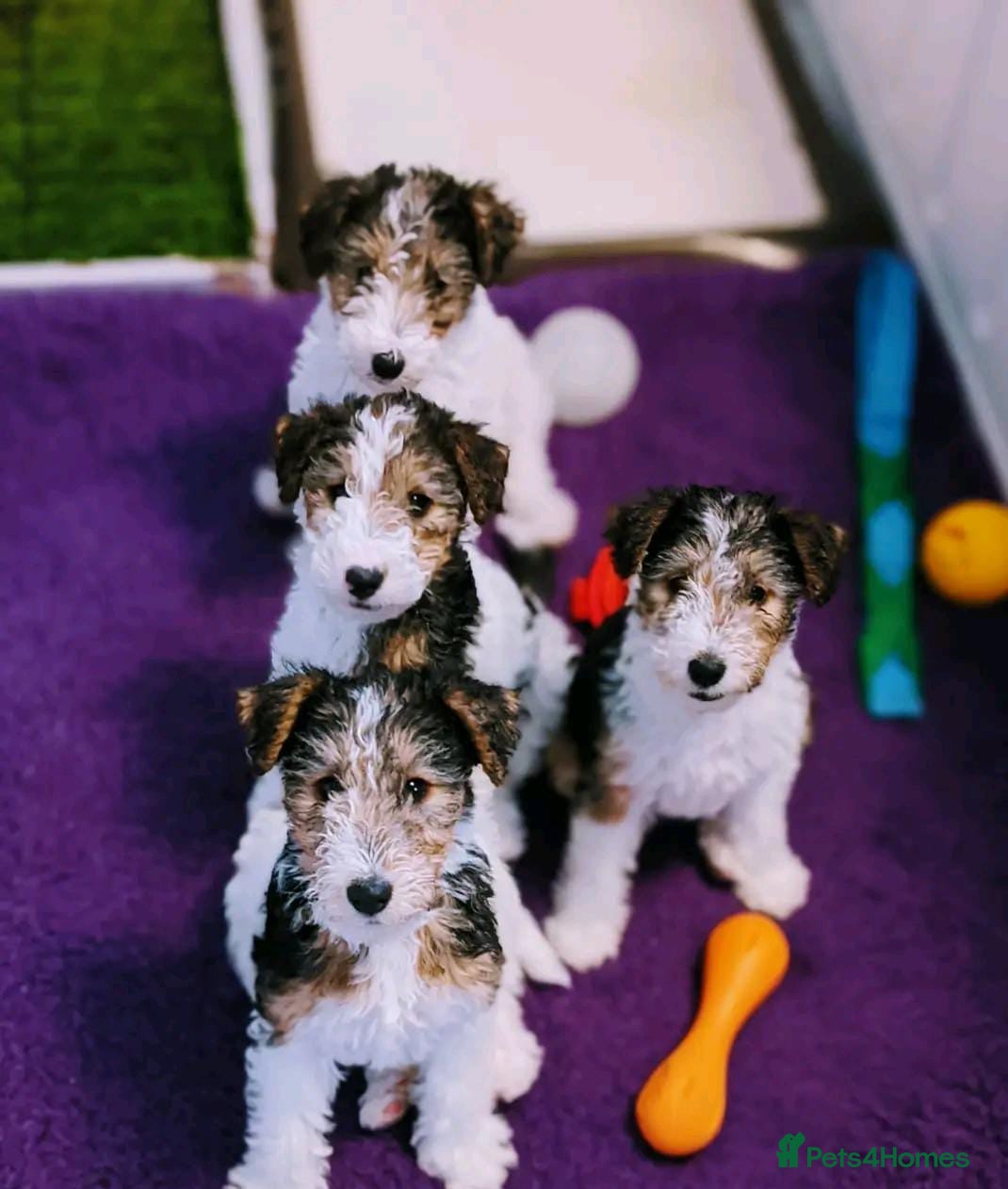 Fox Terrier dogs Wire Fox Terrier puppies for sale. - Advert 2