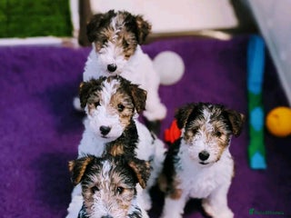 Fox Terrier dogs Wire Fox Terrier puppies for sale. - Advert 2
