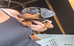 Miniature Dachshund dogs for sale: Beautiful miniature dachshund puppies - Image 34