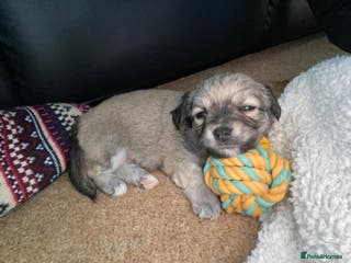 Chihuahua dogs Beautiful chihuahua pups - Advert 1