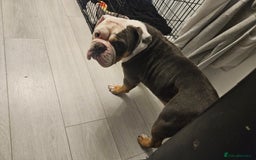 Old Tyme Bulldog dogs for sale: Old thyme bulldog - Image 2