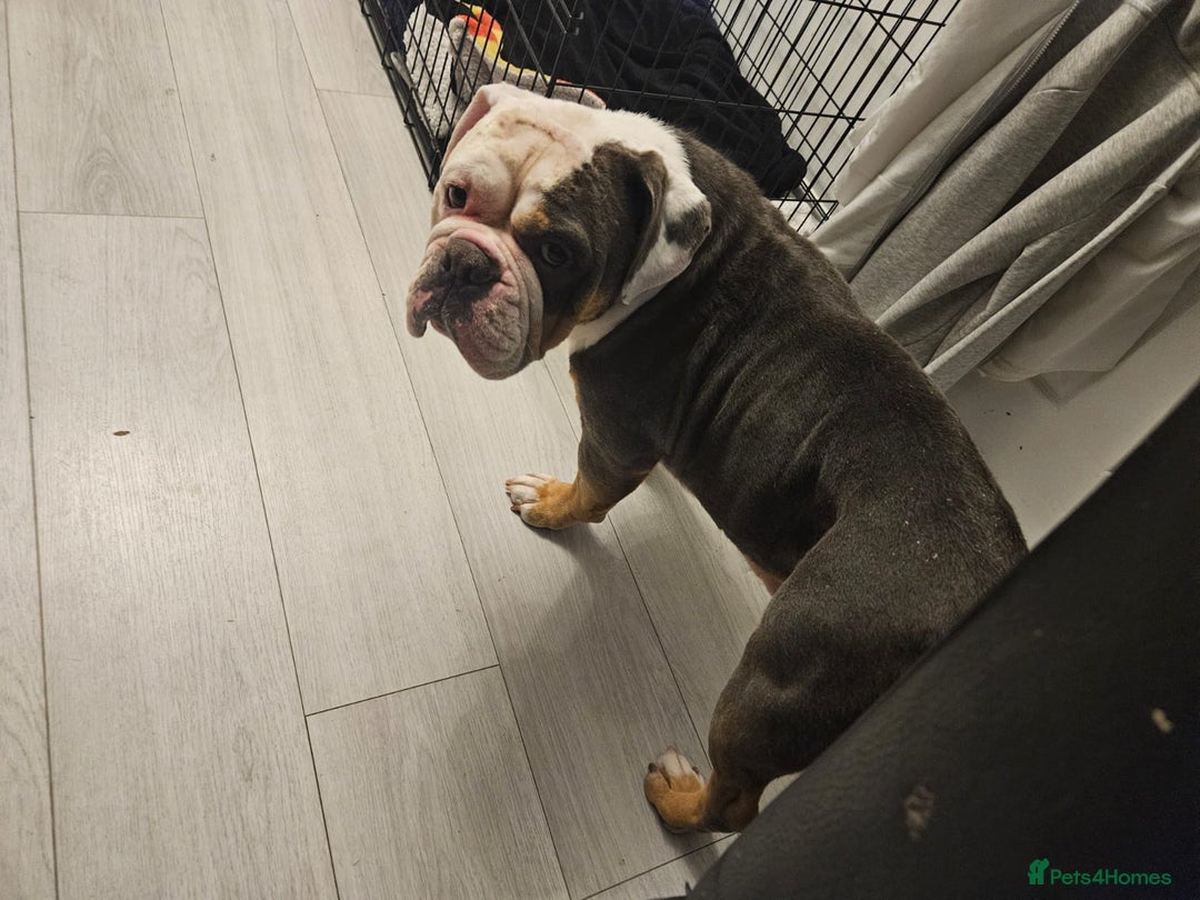 Old Tyme Bulldog dogs for sale: Old thyme bulldog - Image 2