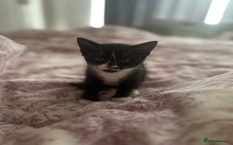 Mixed Breed cats for sale: 3 beautiful kittens for sale  - Image 2