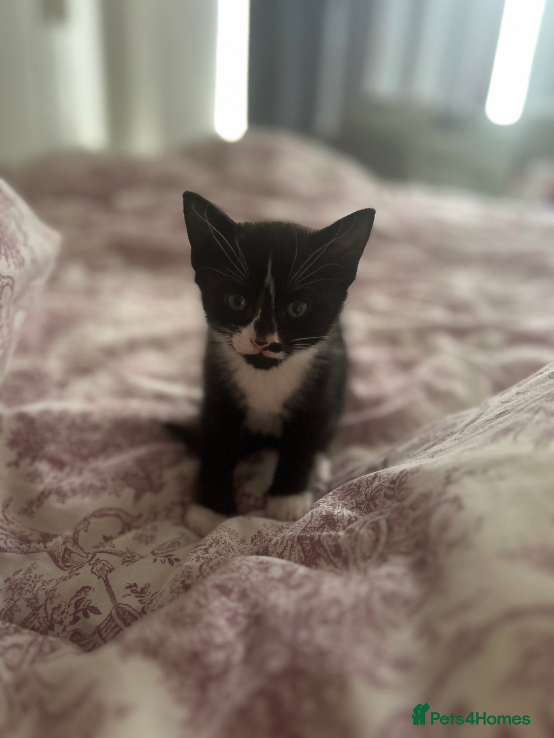 Mixed Breed cats for sale: 3 beautiful kittens for sale  - Image 2