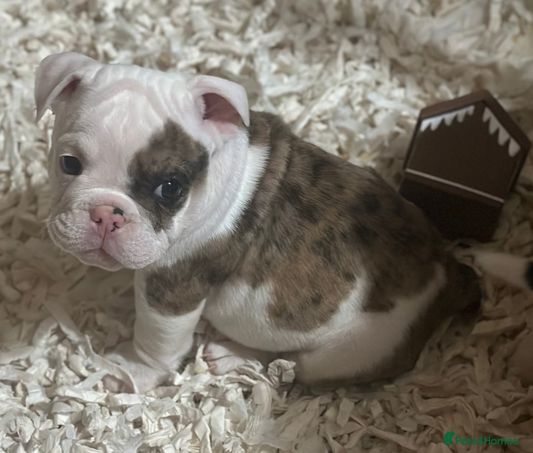 English Bulldog dogs for sale: 🌟Ready Now!🌟 - Advert 20