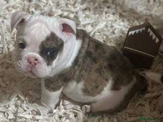 English Bulldog dogs 🌟Ready Now!🌟 - Advert 3