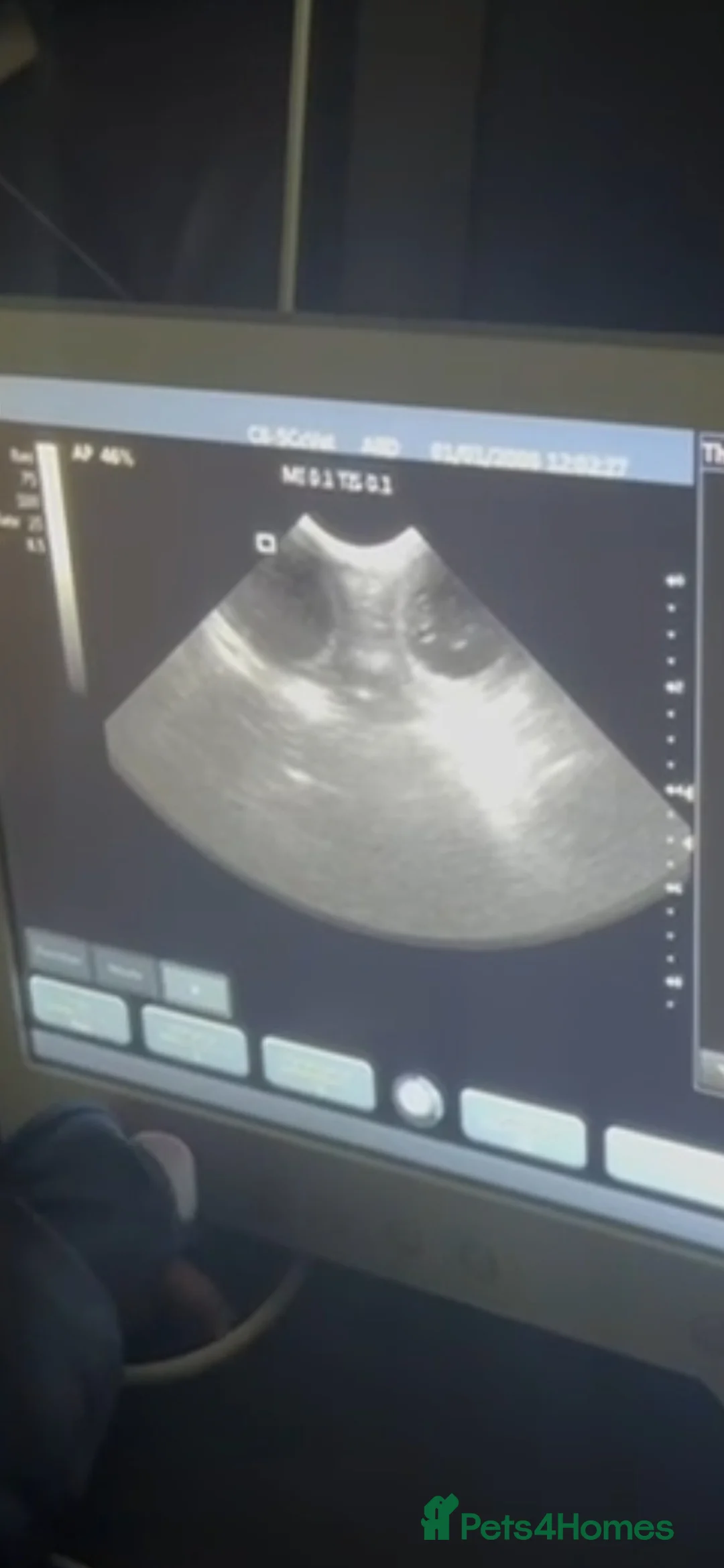 Pomsky dogs for sale: WAITING LIST FOR POMSKY PUP - Advert 2