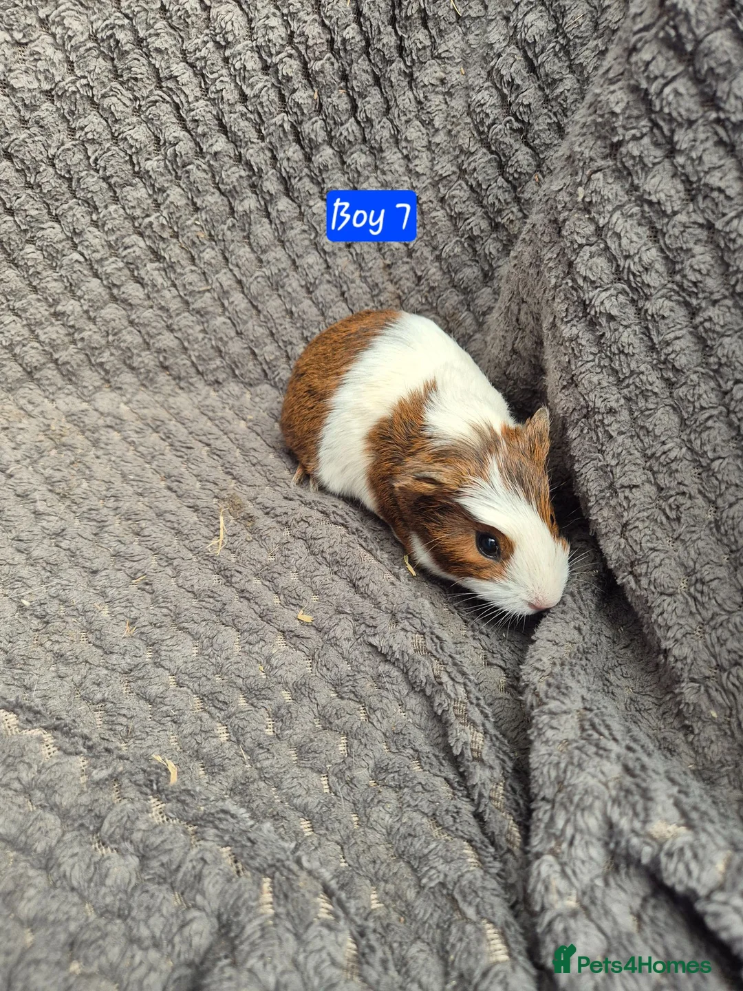 Guinea Pig rodents for sale: Guinea Pigs 👀🏡 - Advert 3
