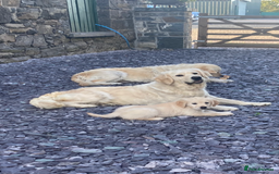 Golden Retriever dogs for sale: Stunning golden retriever puppies   - Image 11