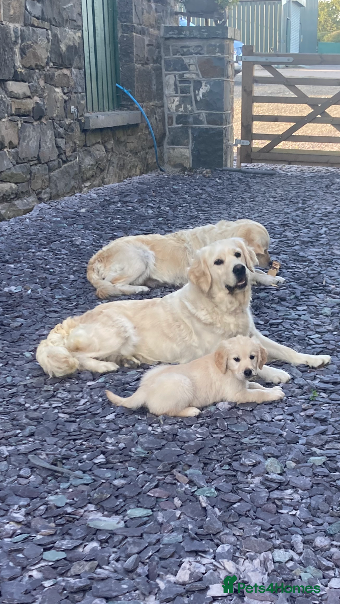 Golden Retriever dogs for sale: Stunning golden retriever puppies   - Image 11