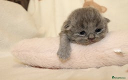 British Shorthair cats for sale: Gccf blue British shorthairs *ready November* - Image 10