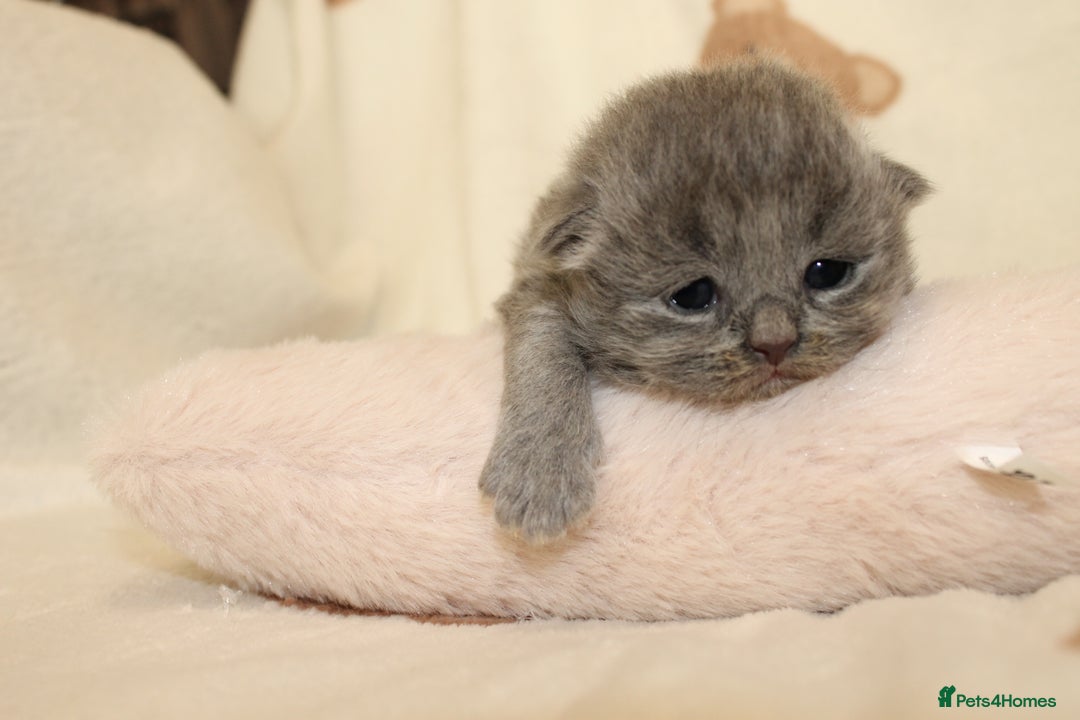 British Shorthair cats for sale: Gccf blue British shorthairs *ready November* - Image 10