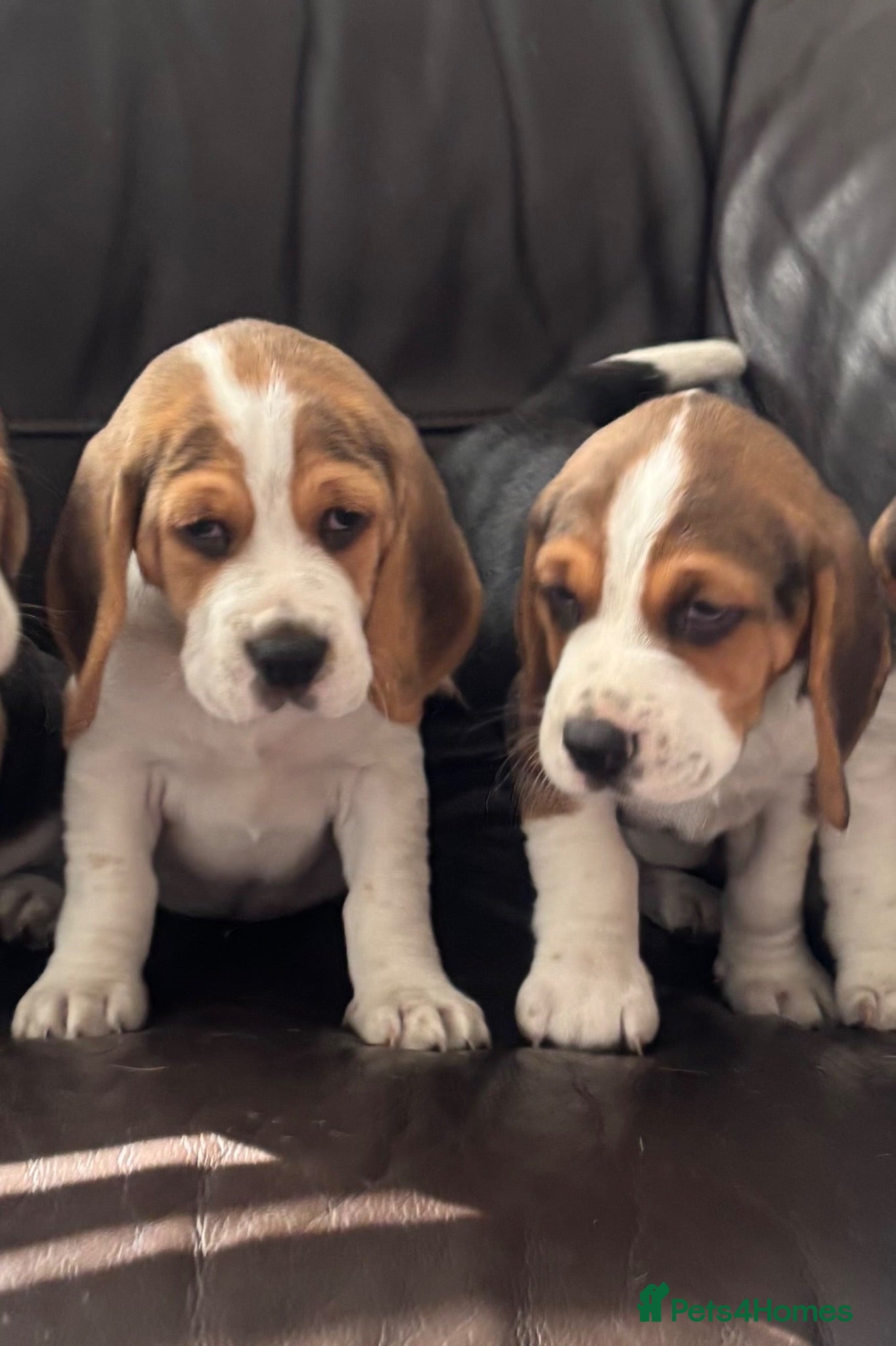 Beagle dogs Stunning Beagles(ready now) - Advert 1