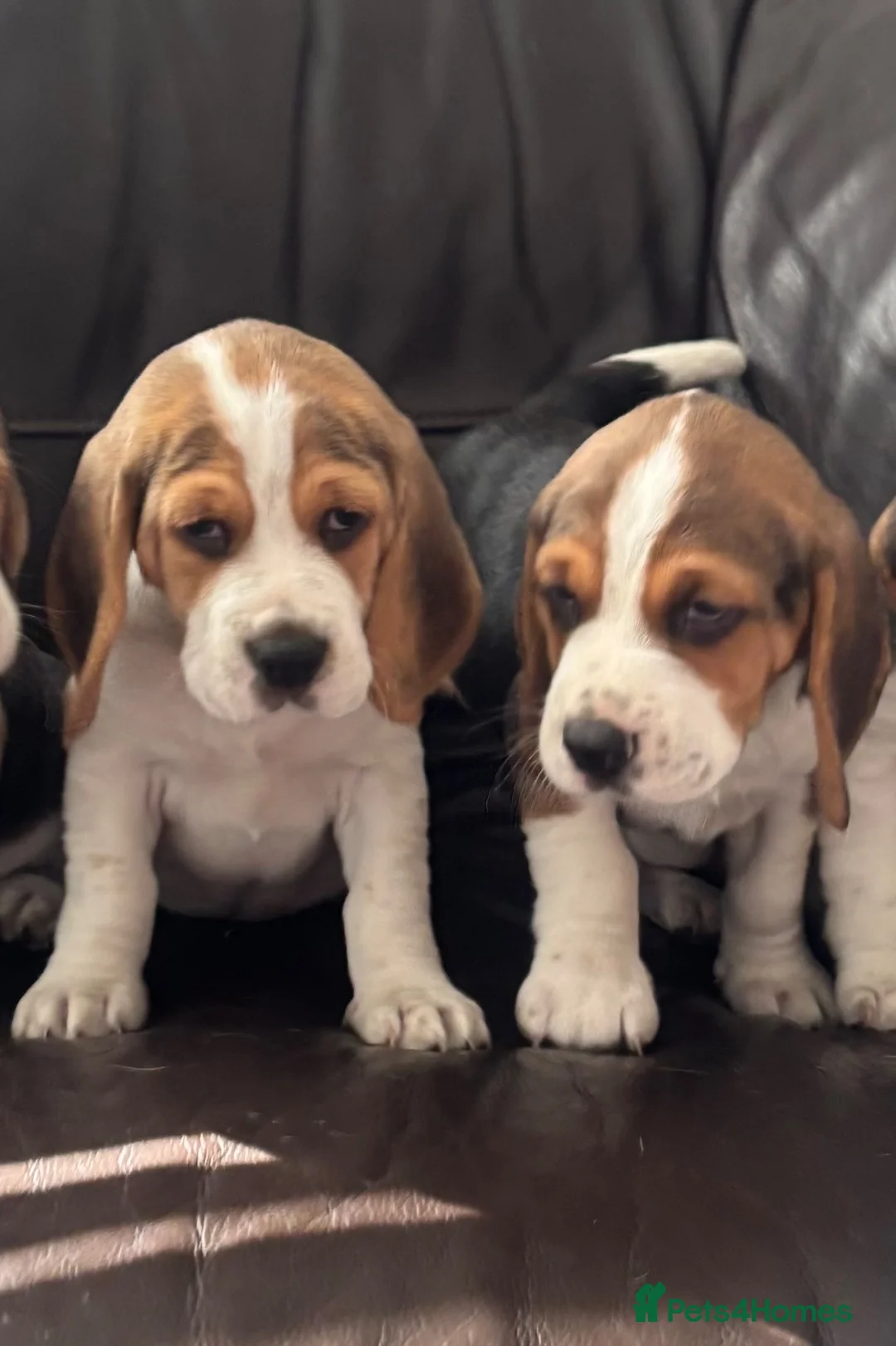 Beagle dogs for sale: Beautiful Beagles(ready now) - Advert 2