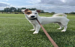 Jack Russell dogs for stud: Beautiful Jack Russell for Stud  - Image 18