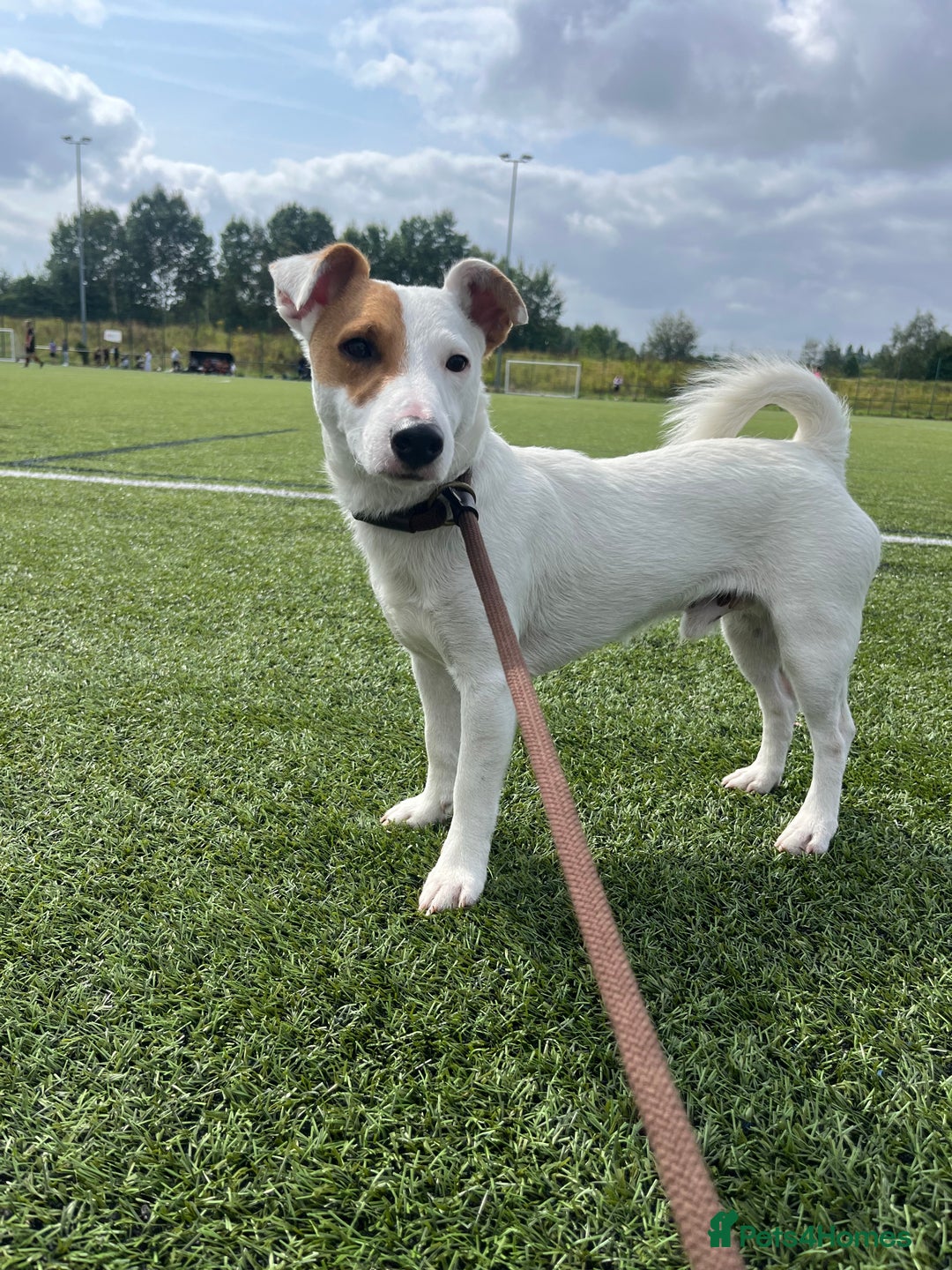 Jack Russell dogs for stud: Beautiful Jack Russell for Stud  - Image 18