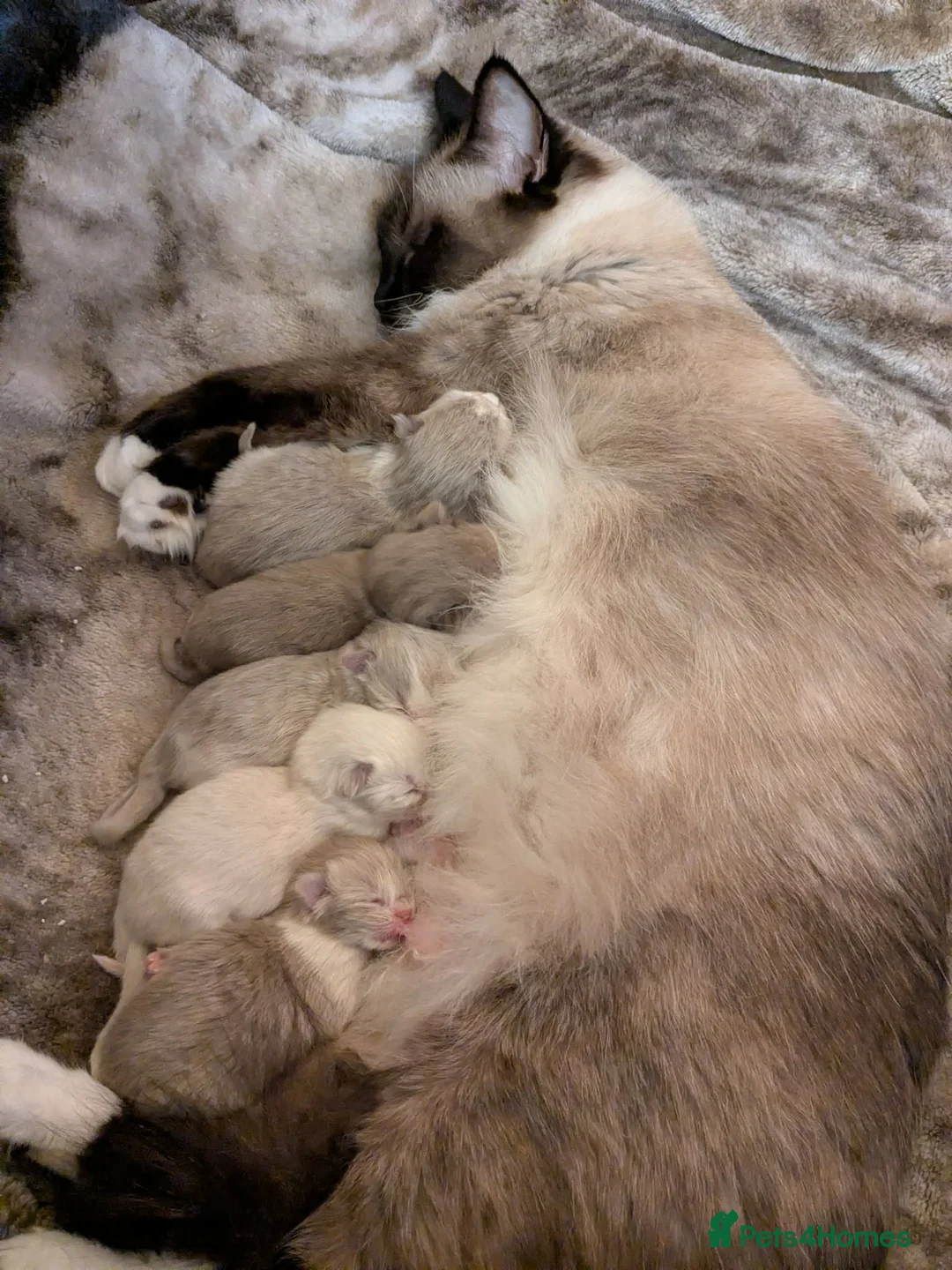 Ragdoll cats for sale: Very cute kitten girl - Advert 9