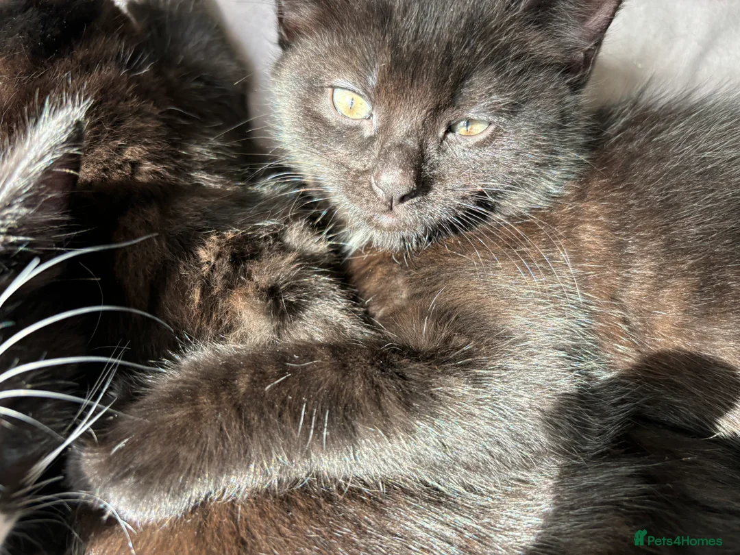 Mixed Breed cats for sale: Beautiful family raised kittens  - Advert 14