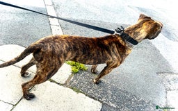 Presa Canario dogs for sale: Presa canario  - Image 10