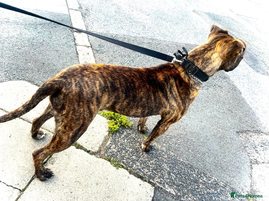Presa Canario dogs for sale: Presa canario  - Image 10