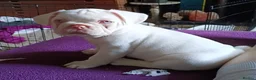 French Bulldog dogs for sale: Stunning French Bulldog puppies full pink husky in Spalding - Advert 1