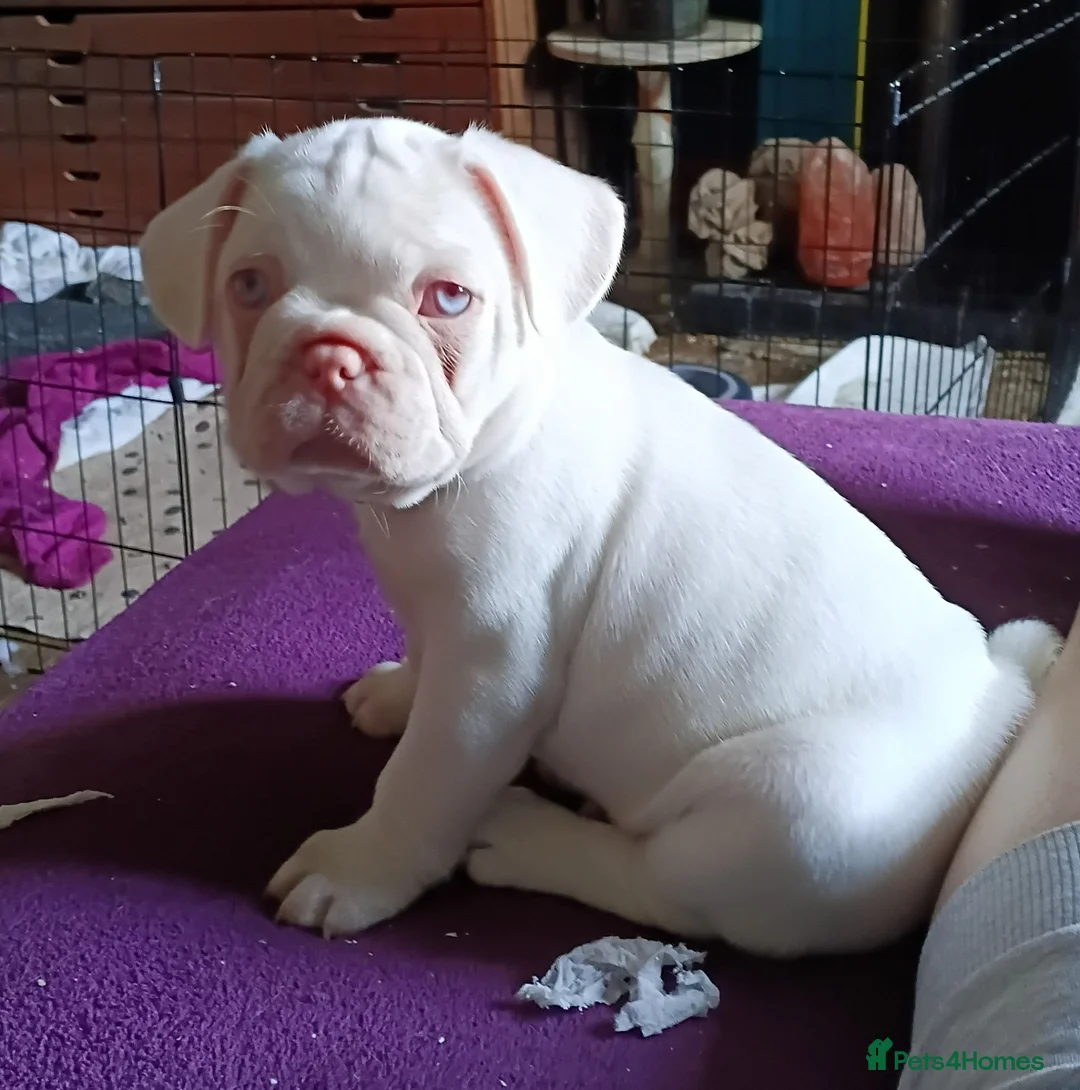 French Bulldog dogs for sale: Stunning French Bulldog puppies full pink husky in Spalding - Advert 1