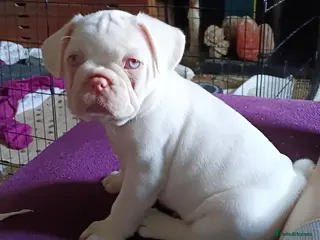 French Bulldog dogs Stunning French Bulldog puppies visual full pink - Advert 6