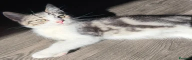 Scottish Fold 2
