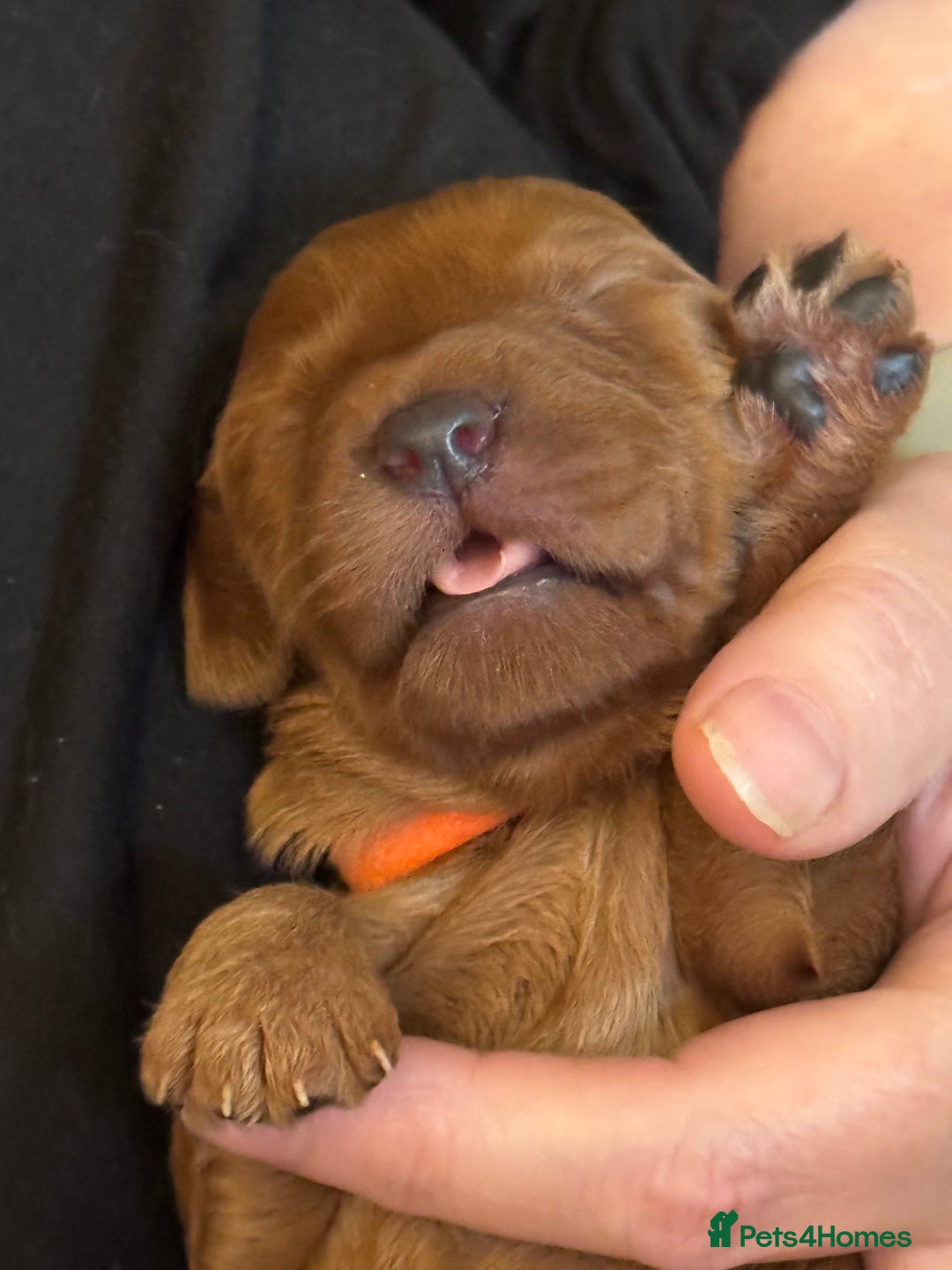 Australian Labradoodle dogs for sale: 100% Pure bred Australian Labradoodle - Advert 23