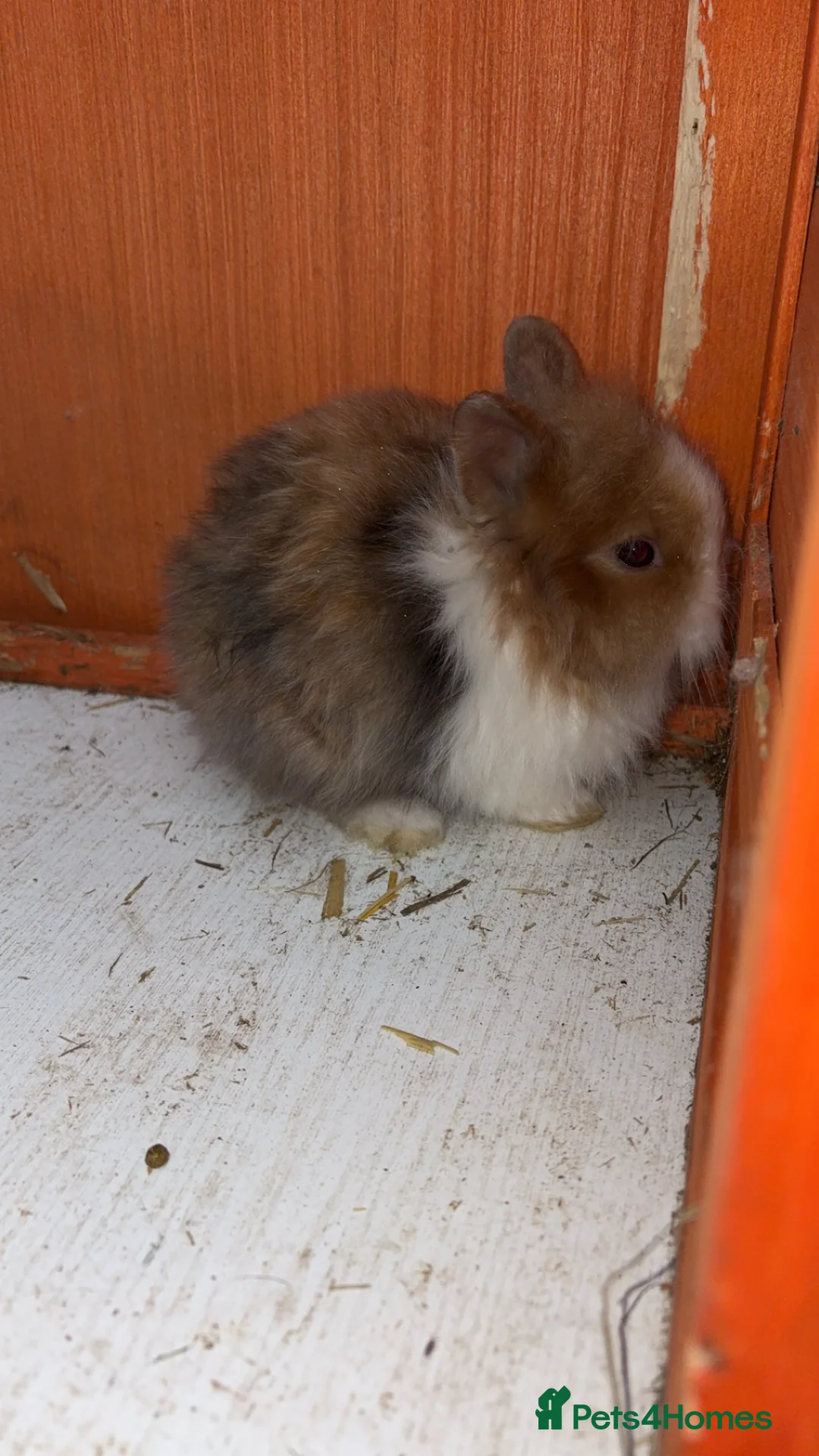 Lionhead rabbits for sale: Baby rabbits for sale - Advert 2