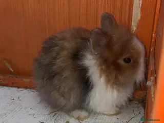 Lionhead rabbits Baby rabbits for sale - Advert 11