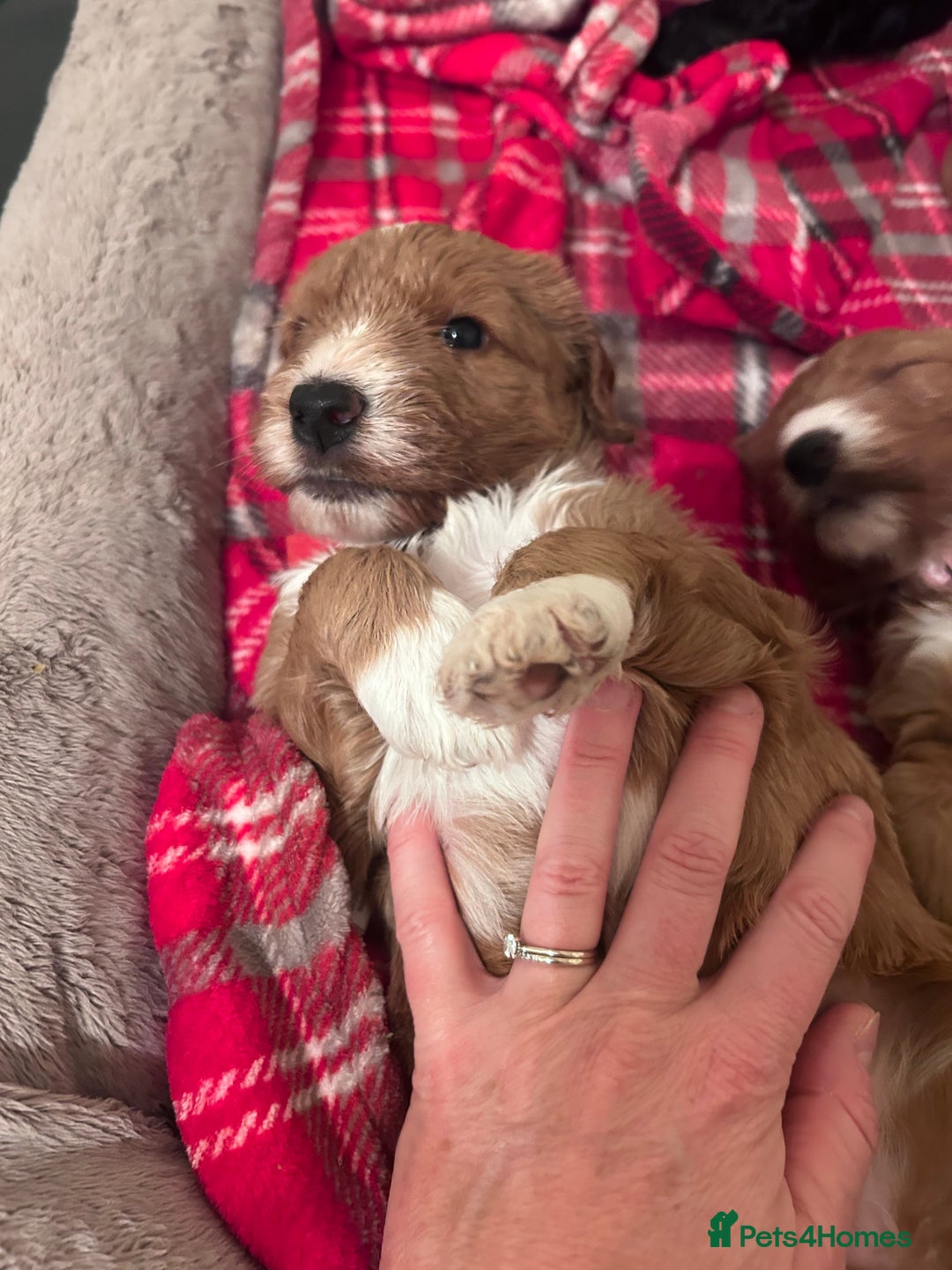 Mixed Breed dogs for sale: Labradoodle Puppies – Fox Red Parti & Black Tuxedo - Advert 13