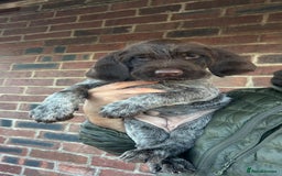 German Wirehaired Pointer dogs for sale: German Wirehaired Pointer Female Pup - Advert 3