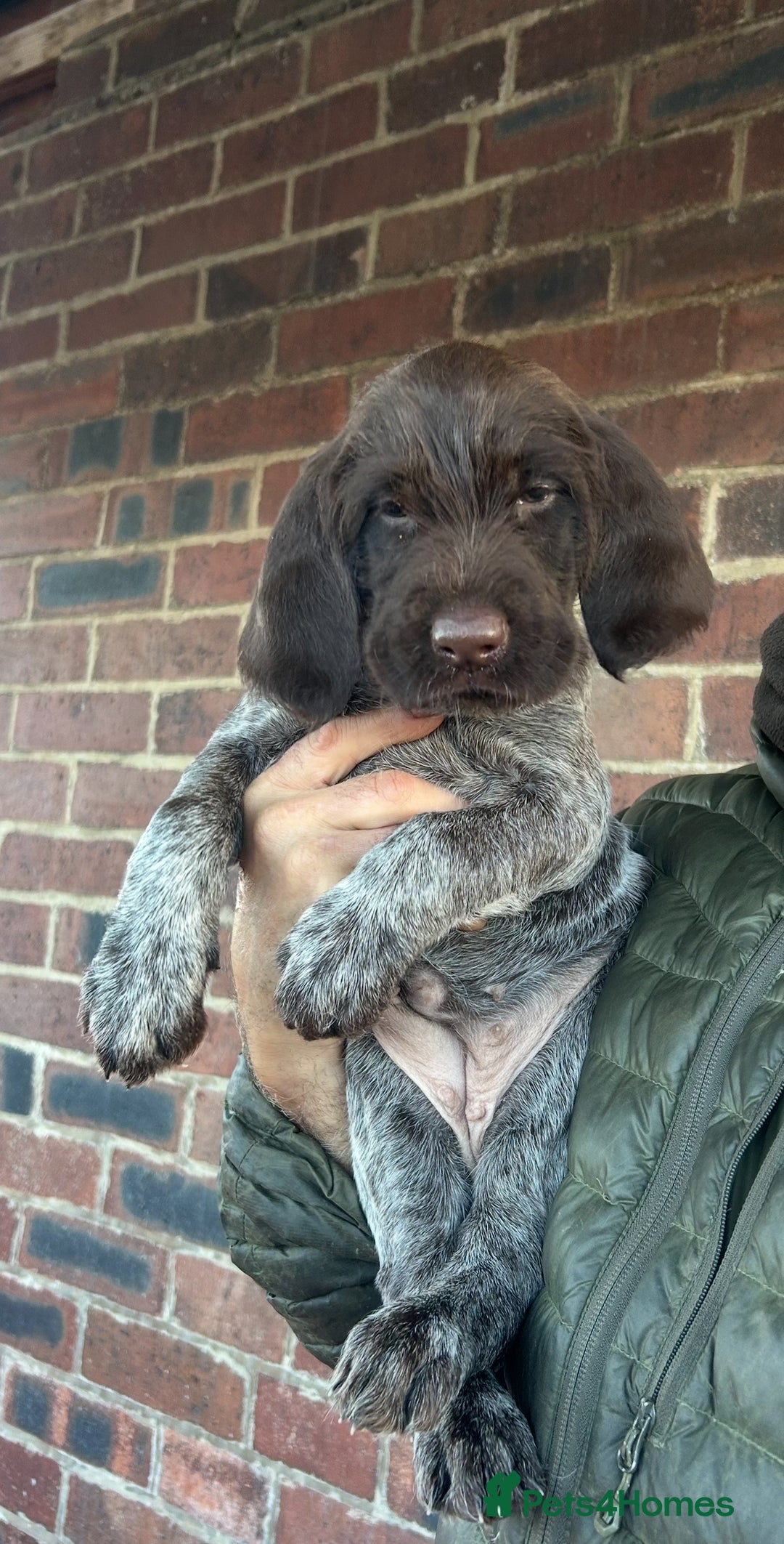 German Wirehaired Pointer dogs for sale: German Wirehaired Pointer Female Pup - Advert 3