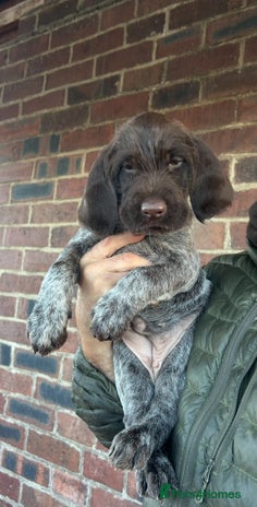 German Wirehaired Pointer dogs German Wirehaired Pointer Female Pup KC Reg - Advert 4