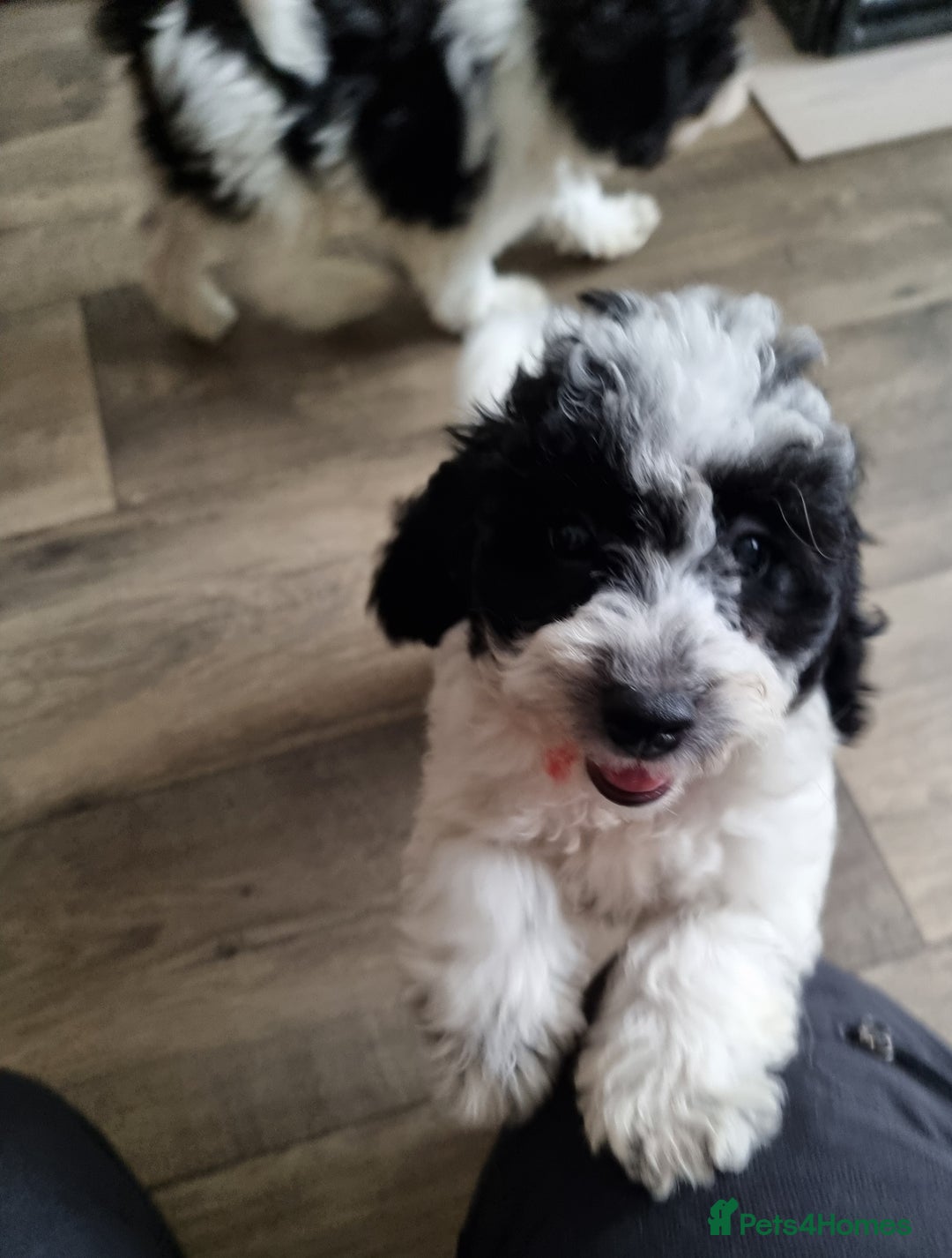 Cockapoo dogs for sale: Fully Vaccinated Best Friend Sofa Companions 🥰   - Image 6