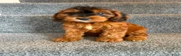 Cockapoo dogs for sale: Cockapoo puppies F1 READY NOW  - Advert 9