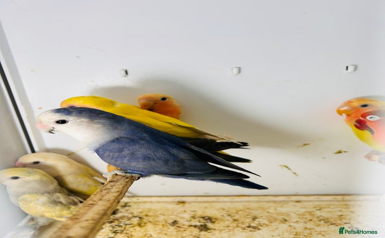 Lovebirds birds - Advert 1