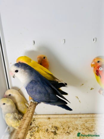 Lovebirds birds - Advert 2