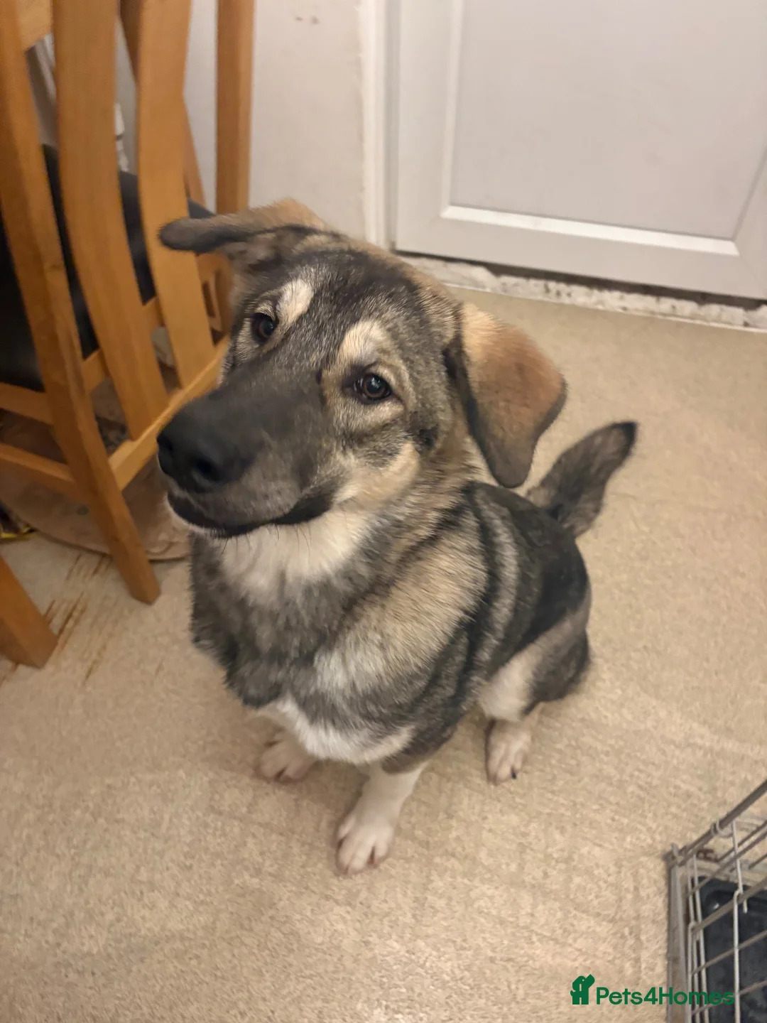 Siberian Husky dogs for sale: Meet storm the Siberian husky  in Northampton - Advert 2