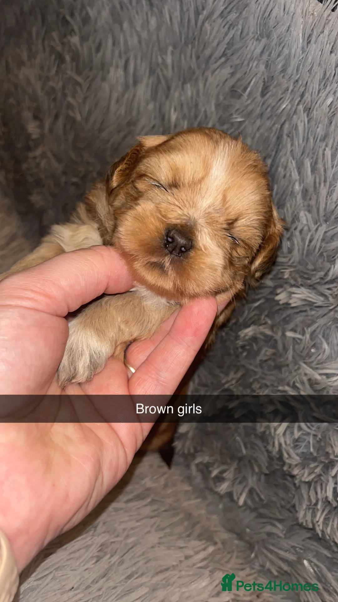 Shih Tzu dogs for sale: Shih Tzu puppies for sale  - Advert 9