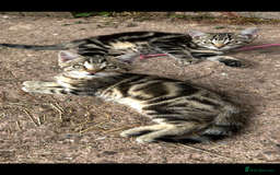 Mixed Breed cats for sale: Kittens for sale, ready now. £100 - Image 2
