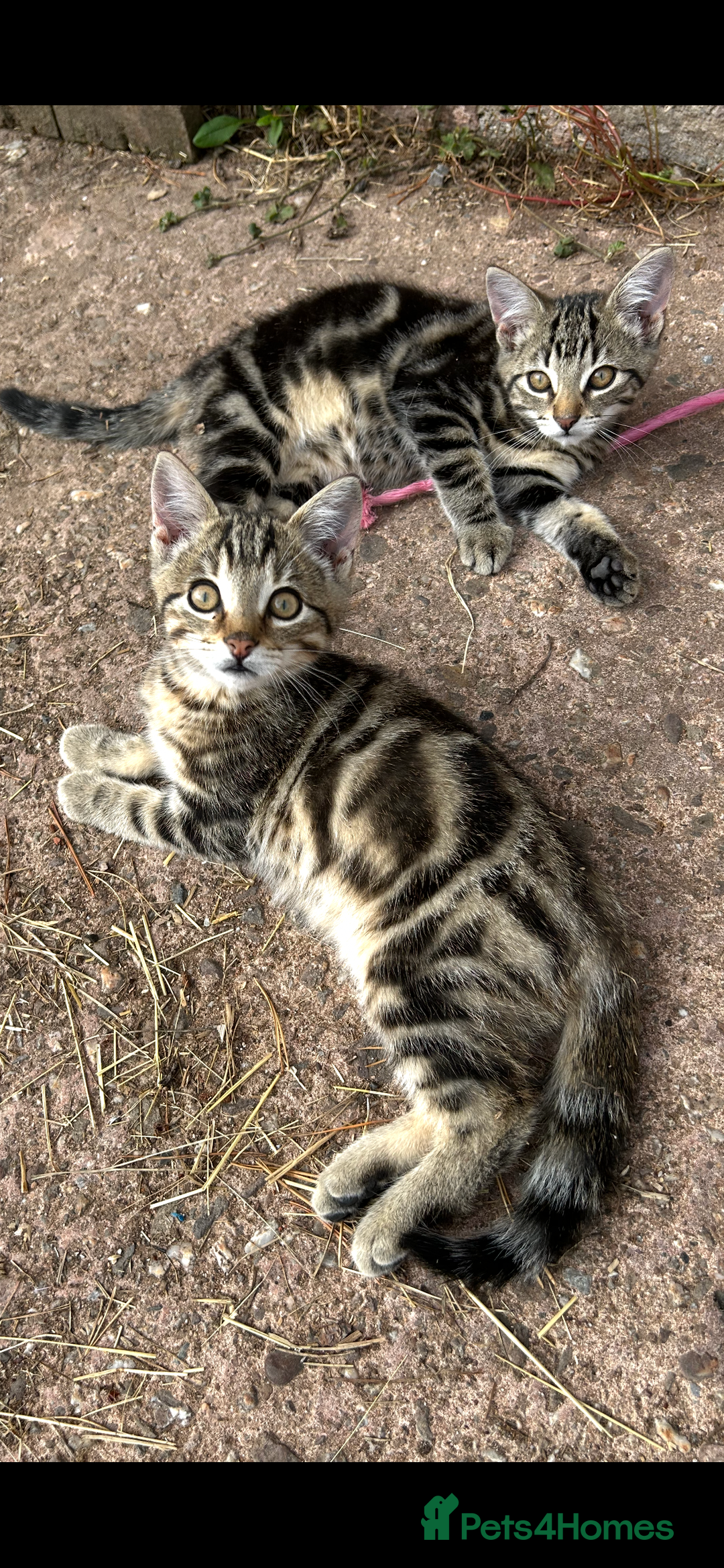 Mixed Breed cats for sale: Kittens for sale, ready now. £100 - Image 2