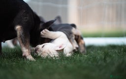 French Bulldog dogs for sale: Ready to go 2 x male French Bulldog KC registered - Image 27