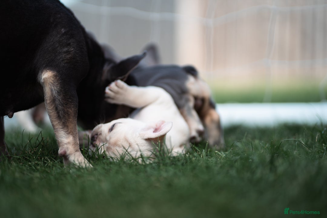 French Bulldog dogs for sale: Ready to go 2 x male French Bulldog KC registered - Image 27