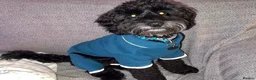 Cockapoo dogs for stud: STUD available: PROVEN: toy cockapoo - Advert 4