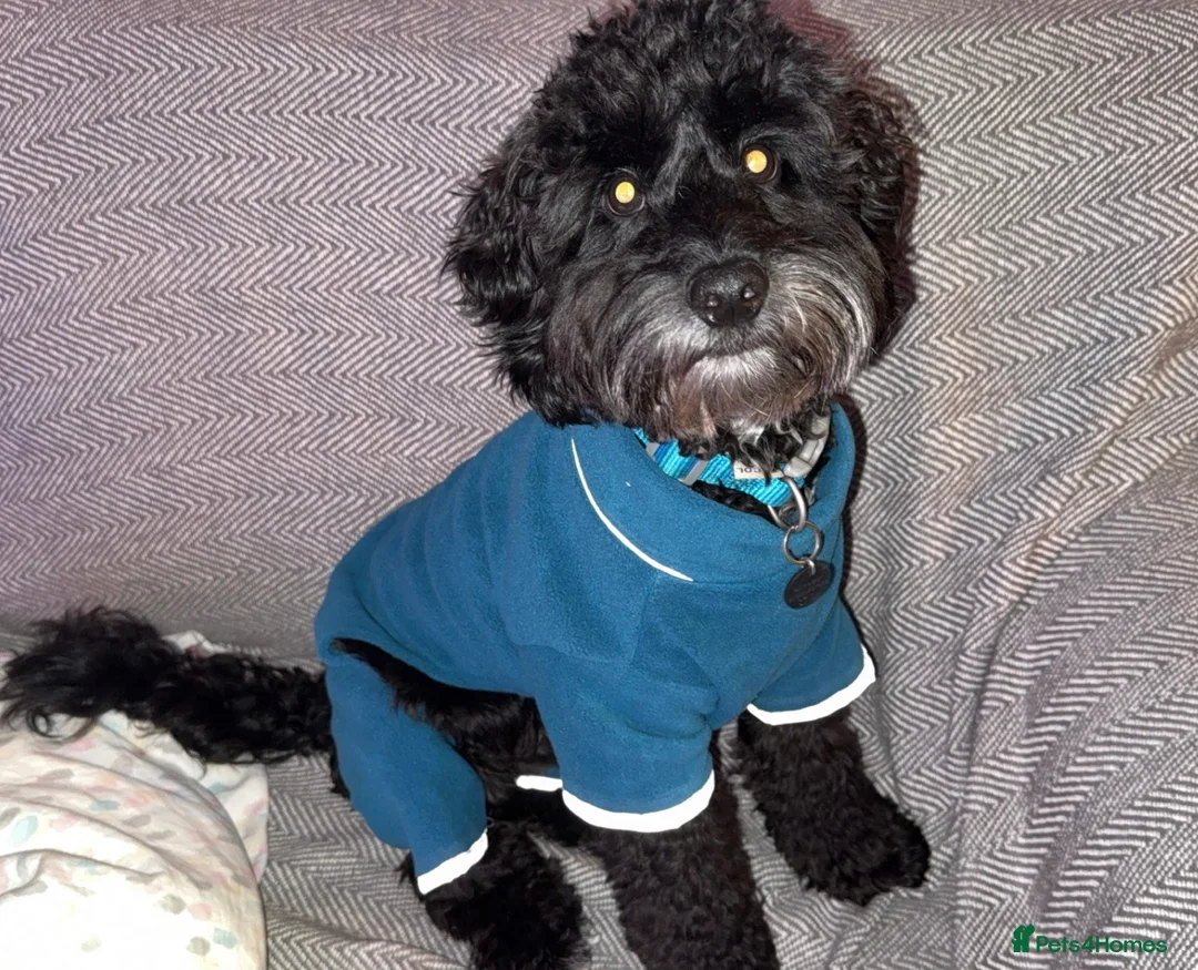 Cockapoo dogs for stud: ‼️UPDATED‼️ STUD available! PROVEN TOY cockapoo - Advert 2