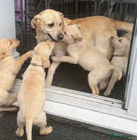 Labrador Retriever dogs - Advert 10