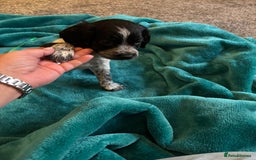 Cocker Spaniel dogs for sale: Georgous blue roan cocker spaniels - Image 39