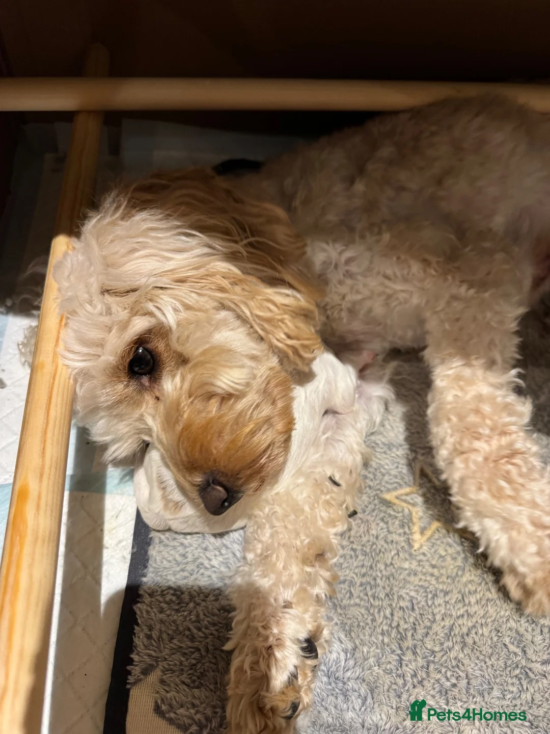 Cockapoo dogs for sale: Gorgeous Cockapoo Puppy  in Hinckley - Advert 18